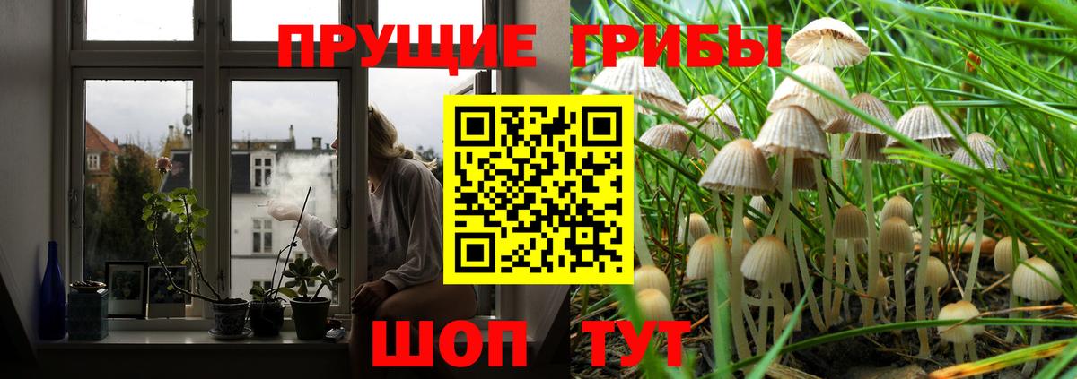 Псилоцибиновые грибы Psilocybine cubensis Великий Устюг